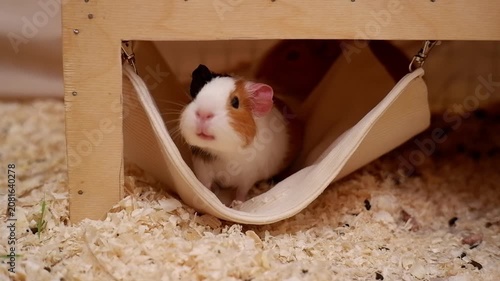 Cute domestic rodent sitting in a small hammock inside a wooden cage with wood shavings