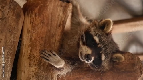 Adorable wild raccoon with a striped tail peacefully sleeping in its natural wooden habitat