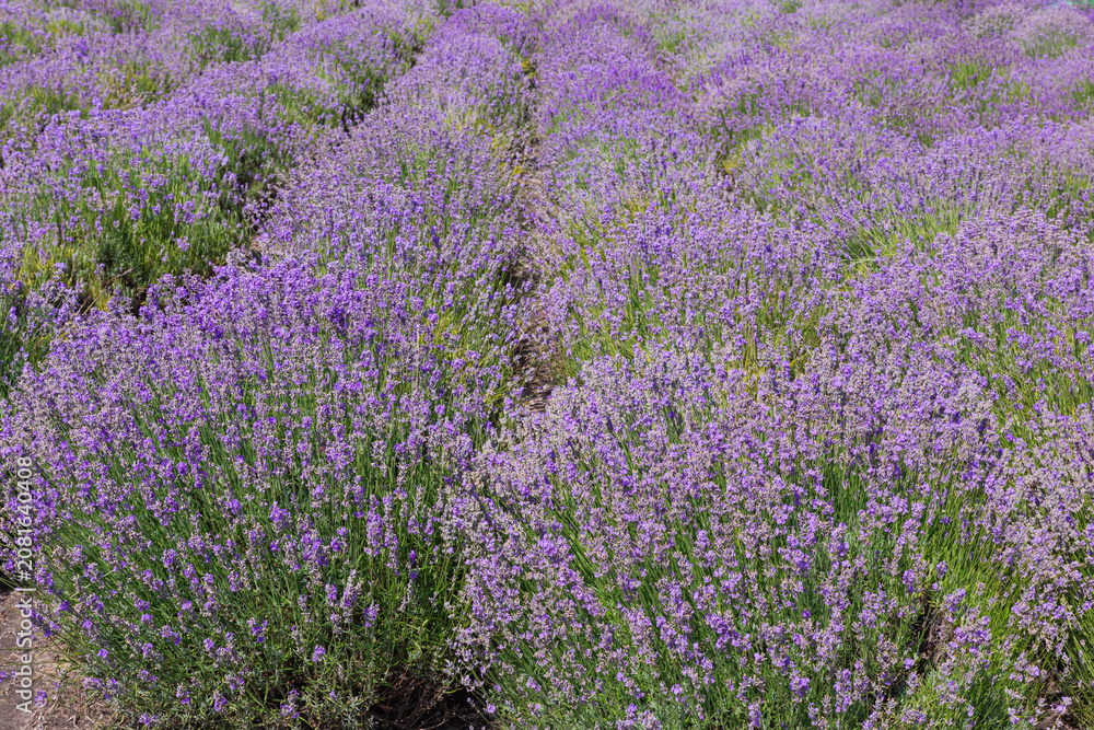 Obraz premium Rows of the blooming lavender at sunny day, selective focus