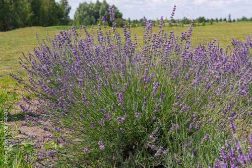 Foto Bushes of the blooming lavender against meadow at sunny day