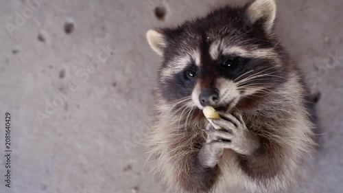 Adorable wild raccoon taking a treat from a human hand and eating it with its little paws