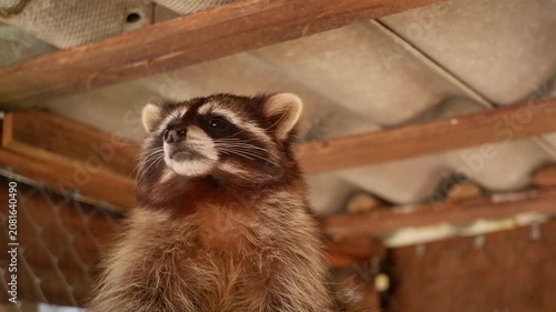 Cute brown raccoon yawning with its mouth wide open and then cleaning its fur before going to sleep