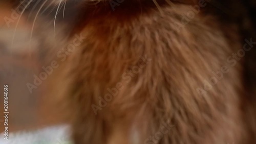 Extreme close-up of a wild raccoon's cute face, sniffing and looking around curiously in nature