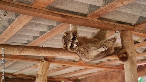 Cute raccoon lounging upside down on a wooden beam inside a rustic enclosure, looking at the camera