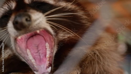 Extreme close-up of a sleepy raccoon yawning widely while looking through a chain-link fence