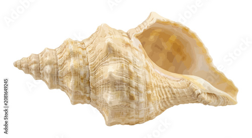 Foto Detailed seashell illustration on a white background showcasing intricate ridges