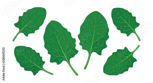 Canvastavla Spinach leaves illustration vibrant green and detailed with water droplets on a