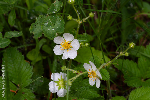 White wild strawberry flowers with dew among the green foliage.