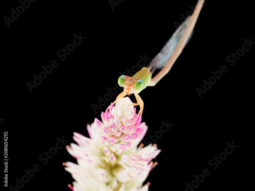 Macro photography of a damselfly perched on a delicate flower against a black background