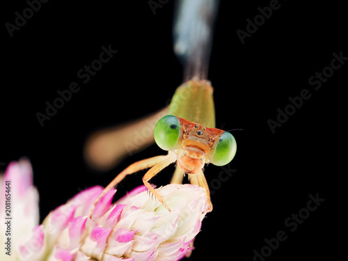 Macro photography of a damselfly perched on a delicate flower against a black background