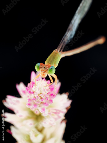 Macro photography of a damselfly perched on a delicate flower against a black background
