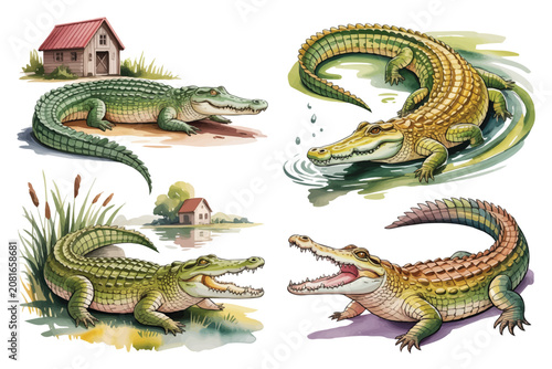 Photos set of watercolor Nile Crocodile vector illustration isolated on white backgroun