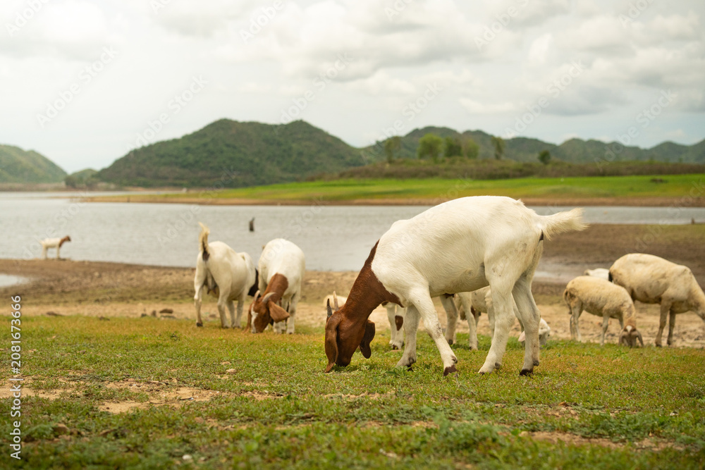Fototapeta premium Goat and sheep grazing in green grass field with mountain background.