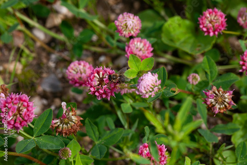 Pink inflorescences of meadow clover in close-up on a green summer meadow.