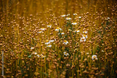 Fotografi Marguerites dans un champ de lin
