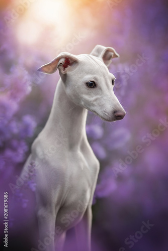 A delicate white Italian Greyhound puppy stands alert, looking right, amidst a lush field of purple flowers