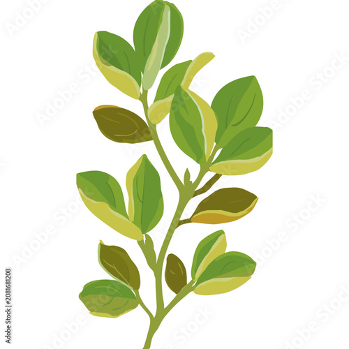Flat illustration of green leaves on a branch