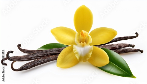 Lush Vanilla Flower And Pods With Leaves Isolated On Transparent Background