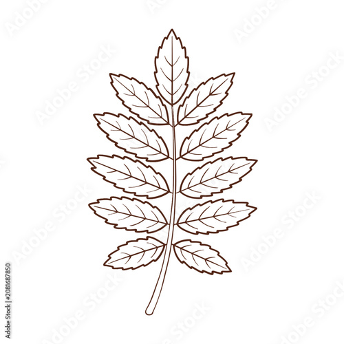 Rowan Leaf Outline Vector Illustration