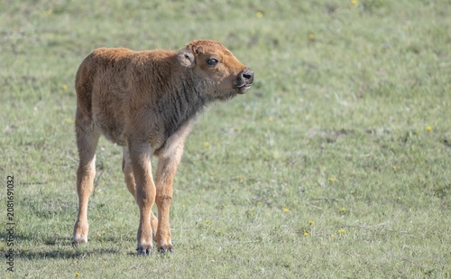 Baby Bison!