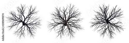 Three detailed top view perspective shots of dark leafless winter trees featuring intricate branching patterns isolated on transparent background