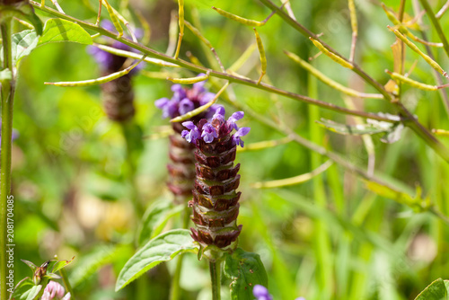 Flowering common self-flower Prunella vulgaris on a sunny summer meadow