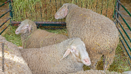 Fotografía Flock of Wooly Sheep in Enclosure Pen at Animal Farm