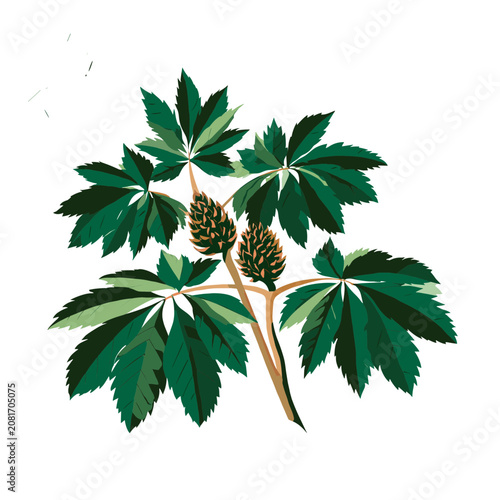 Maple leaf branch with seed pods vector illustration