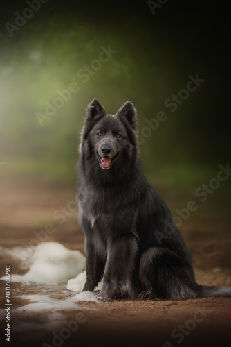 American Blue Bay Shepherd wolfdog with dark fur sits calmly on a forest path. It gazes forward, mouth open in a happy expression. Soft light brightens the dog and blurred green background at daytime