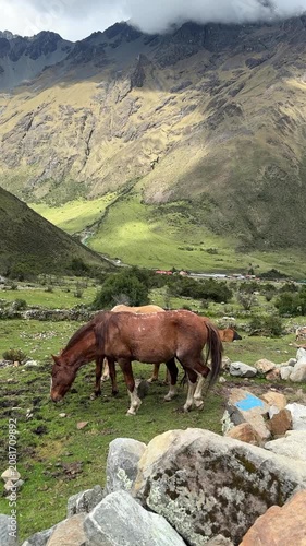 Horses grazing in Peruvian Andes mountains valley
