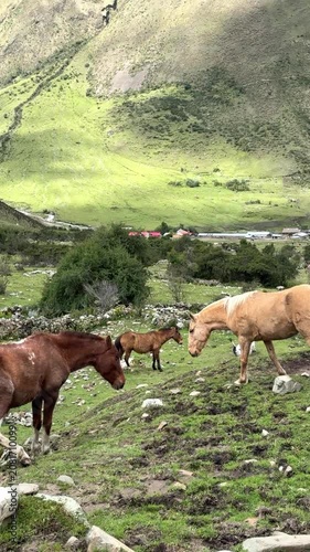 Playful horse rolling on a green mountain meadow