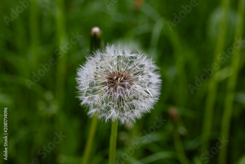 Close-up of a dandelion with fluffy seeds on a green meadow background. 