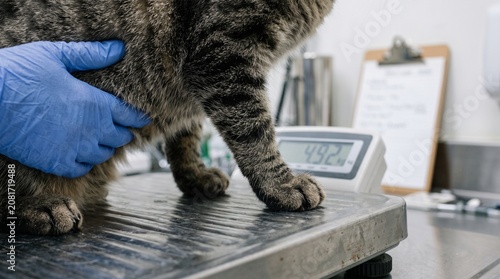 Tabby cat being weighed by a veterinarian during a routine checkup for cat healthcare in a clinic