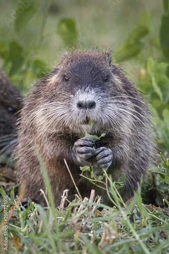 Bild auf Leinwand Close-up portrait of a wild nutria looking directly at the camera