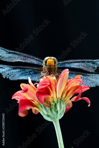 Macro photography of a dragonfly with damaged wings resting on a vibrant red flower against a black background