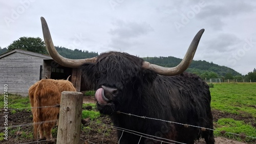 Close-up portrait of a black Highland cow (Bos taurus) licking its nose in a Scottish pasture