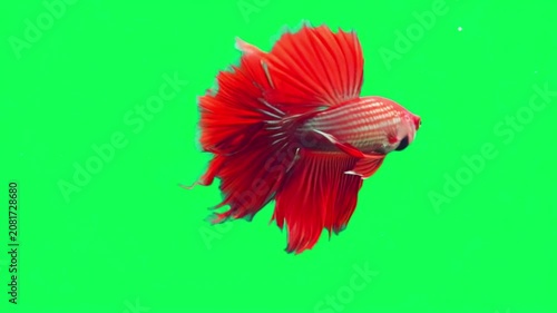 Vibrant red betta fish swimming isolated on a bright green screen chroma key background in a studio setting