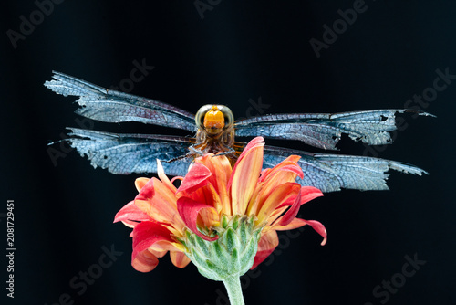 Macro photography of a dragonfly with damaged wings resting on a vibrant red flower against a black background