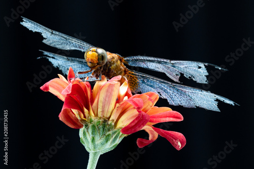 Macro photography of a dragonfly with damaged wings resting on a vibrant red flower against a black background
