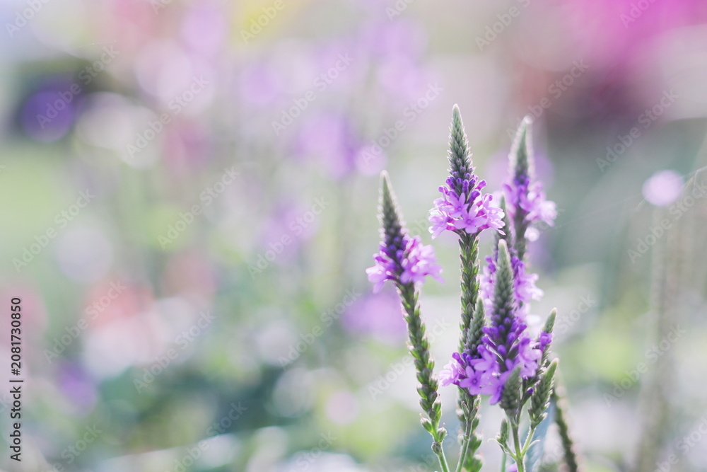 Obraz premium 秋に咲くかわいいツルボの花