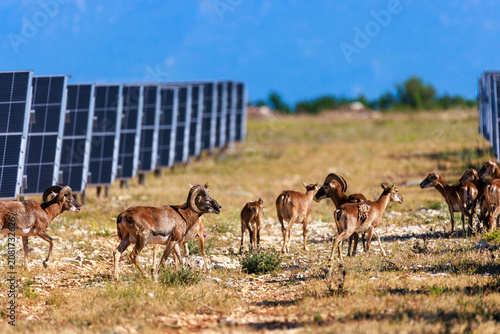 European Mouflon Among Solar Panels at a Solar Power Plant