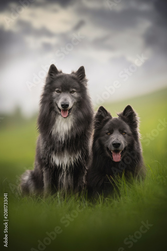 Two friendly American Blue Bay Shepherd wolfdogs are sitting side-by-side in a bright green grassy field