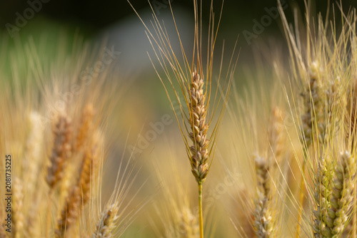 Konstfotografi Golden wheat ears ripe during the Grain in Ear solar term