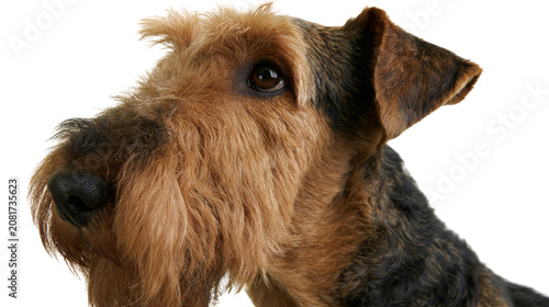 Bild auf Leinwand Close-up portrait of an Airedale Terrier dog with brown and black fur, isolated