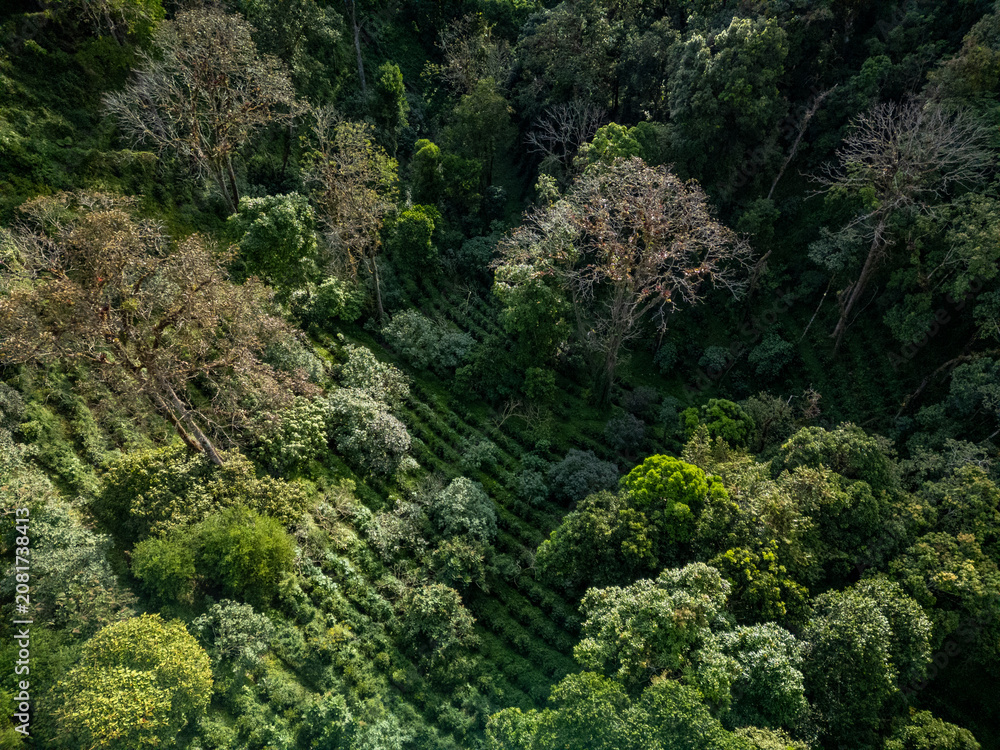 Fototapeta premium Lush green coffee farm plantation showing rows of coffee plants on a hillside in the tropical forest of Boquete, Chiriquí, Panama, during daytime - stock photo
