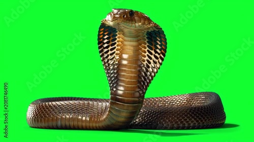 King Cobra snake with hood raised in defensive posture isolated on a bright green screen background