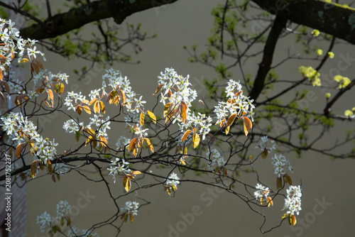 A beautiful detailed close up photograph showing a blooming serviceberry amelanchier tree branch covered in small white flowers and bronze leaves during a sunny spring day