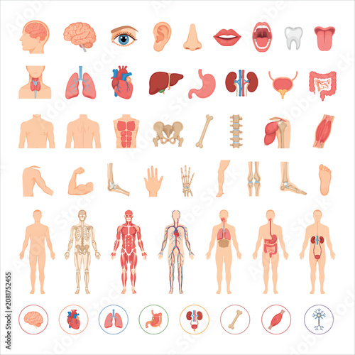 Anatomy Icons Set Showing Human Organs and Body Parts Like Brain, Heart, Lungs, Bones, and Digestive System
