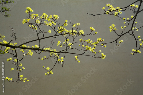A beautiful detailed close up photograph showing a blooming norway maple acer platanoides tree branch covered in small yellow flowers during a sunny spring day