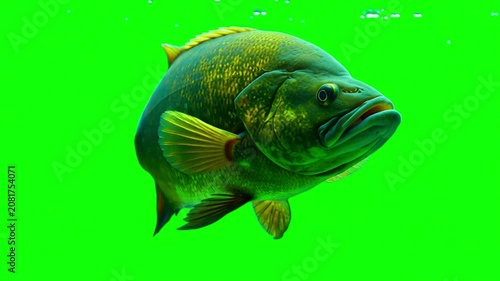Smallmouth bass fish swimming isolated on a vibrant green screen background for chroma key compositing